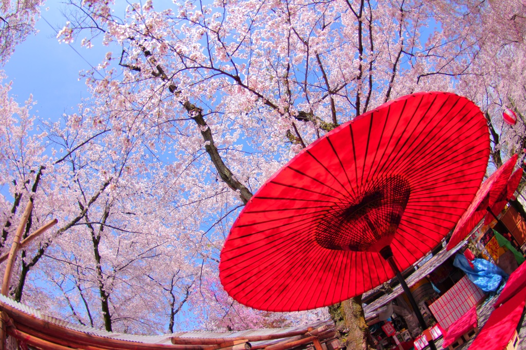 京の花見