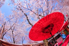 京の花見