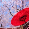 京の花見