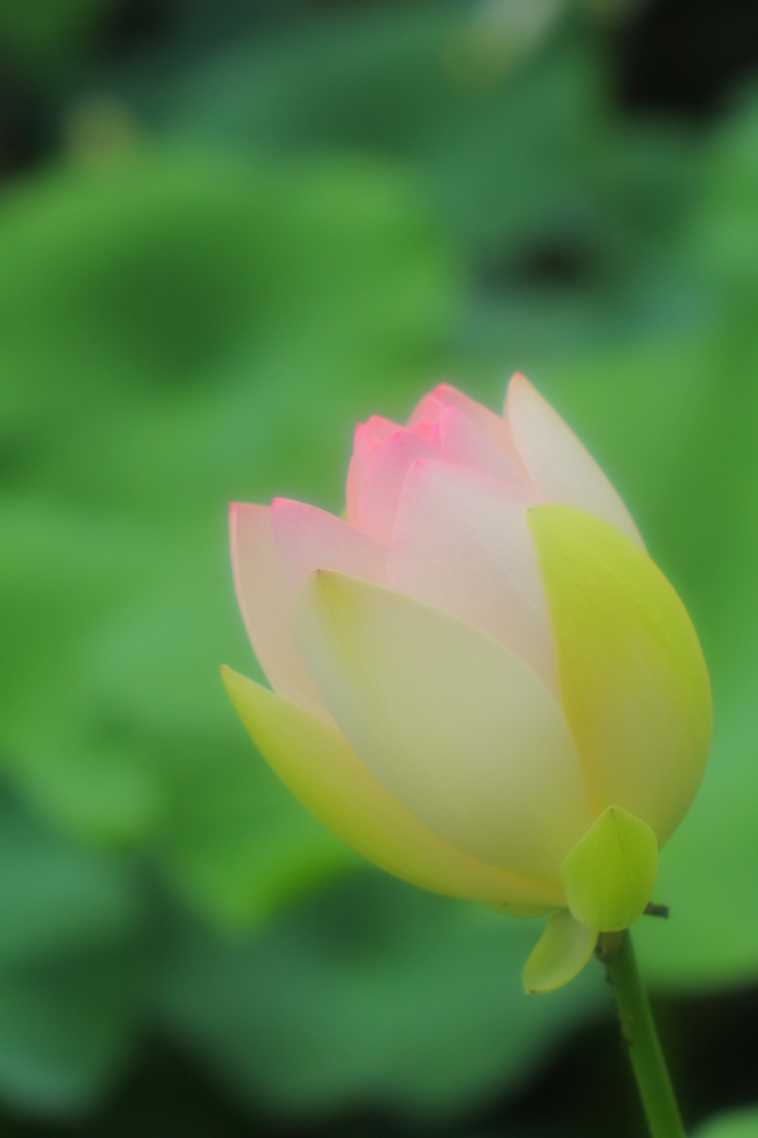 桃色の蕾