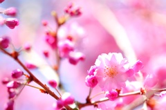桜日和