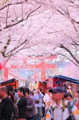 桜の縁日