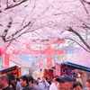 桜の縁日