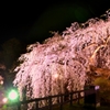 桃色桜