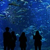 お魚天国