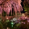 桜の思い