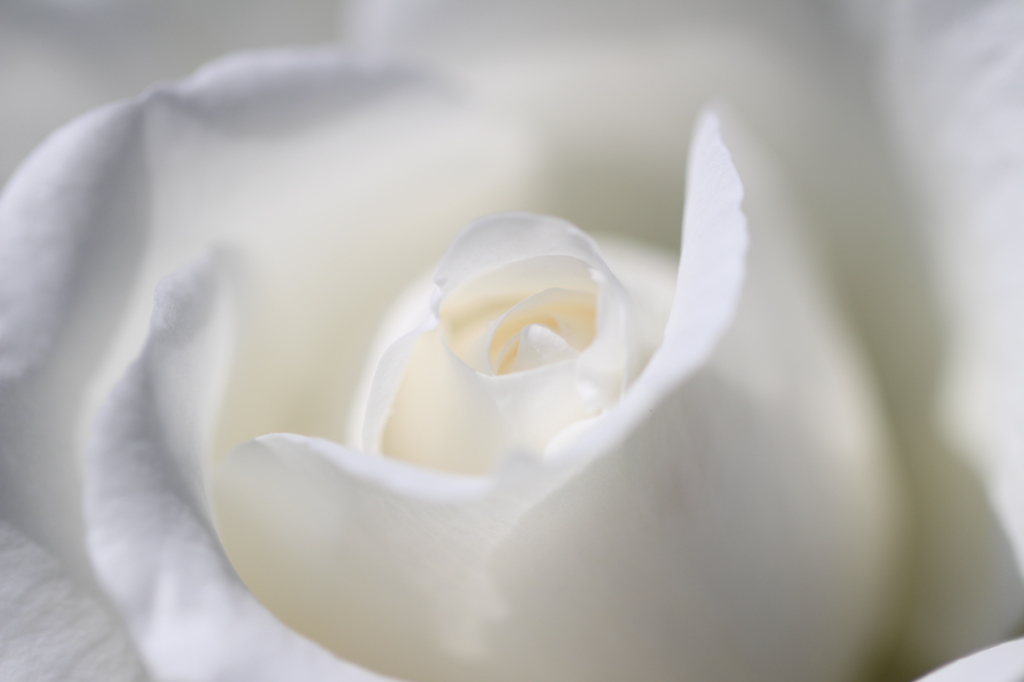 - Enchanting Rose -