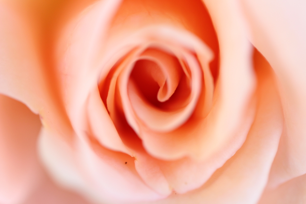 - Rose -