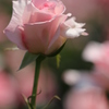 - garden -