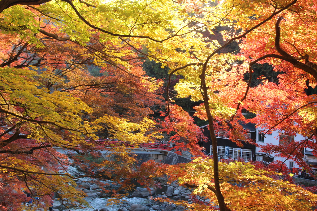 - 香嵐渓 -