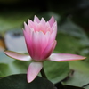 - 水面の華 -
