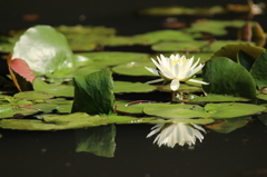 - 水面の華 -