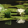 - 水面の華 -