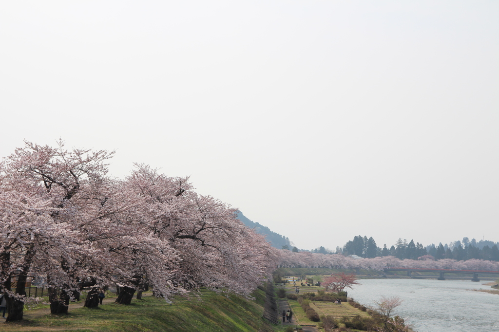 - sakura - 