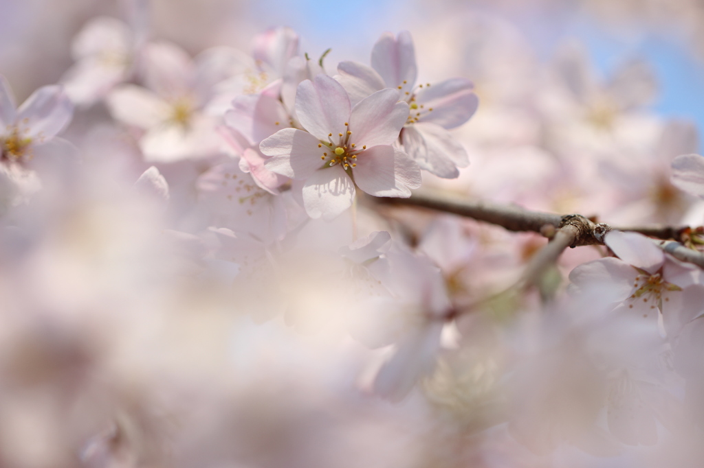 - 桜の香り -