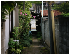 「紅い花」小江戸川越散歩604