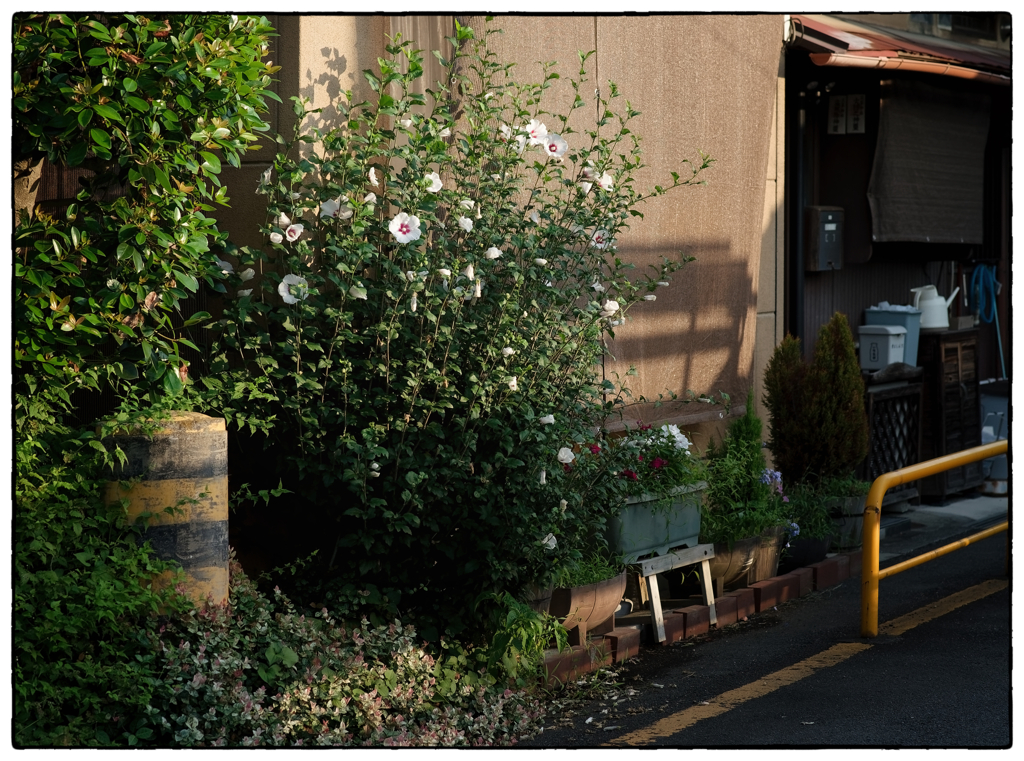 「夏の朝」小江戸川越散歩646