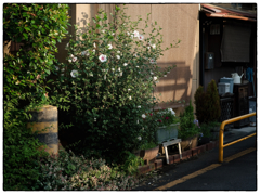「夏の朝」小江戸川越散歩646