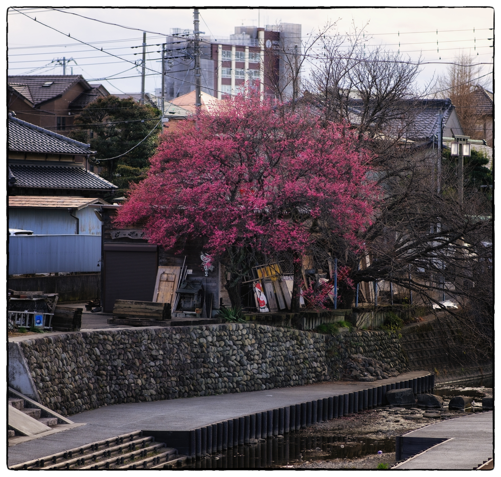 「梅の花」小江戸川越散歩591