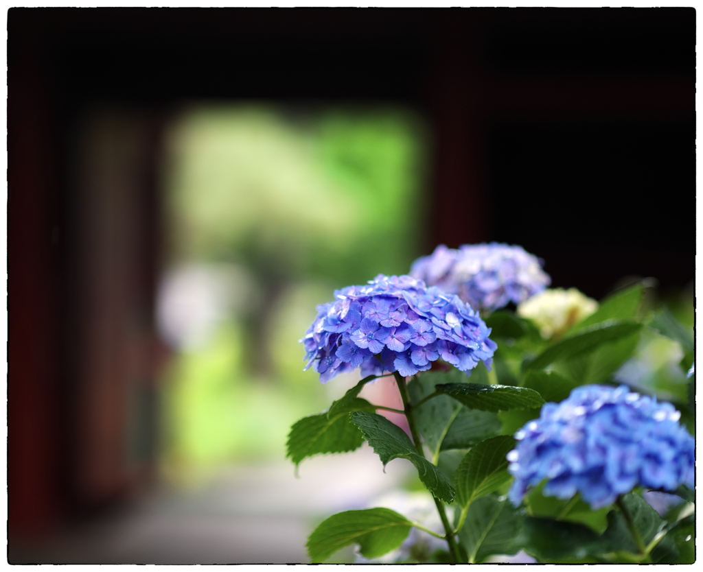 「紫陽花の頃」　小江戸川越散歩180