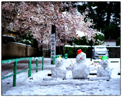 「桜と雪だるま」小江戸川越散歩356