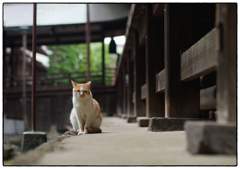 「お寺のねこさん」小江戸川越散歩627