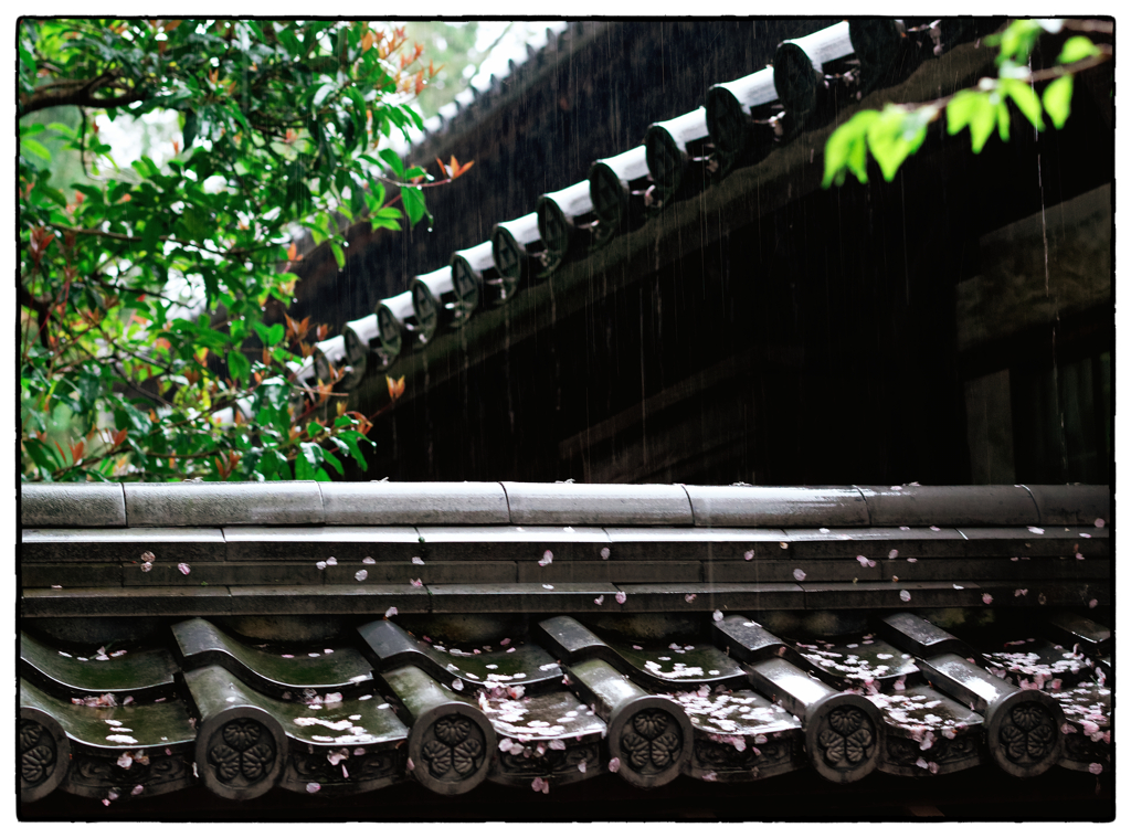 「四月の雨」小江戸川越散歩360