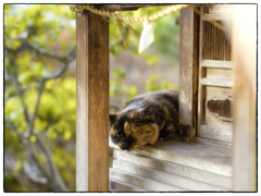 「秋の日差し」小江戸川越散歩704
