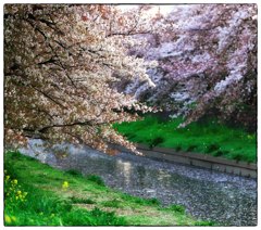 「次の季節へ」小江戸川越散歩363