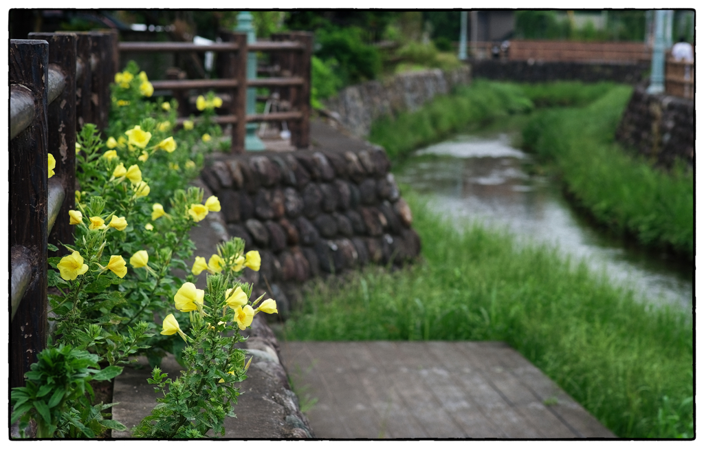 「月見草の咲く頃」小江戸川越散歩616