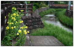 「月見草の咲く頃」小江戸川越散歩616