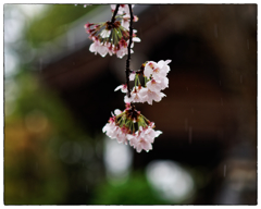 「雨の日の桜」小江戸川越散歩232