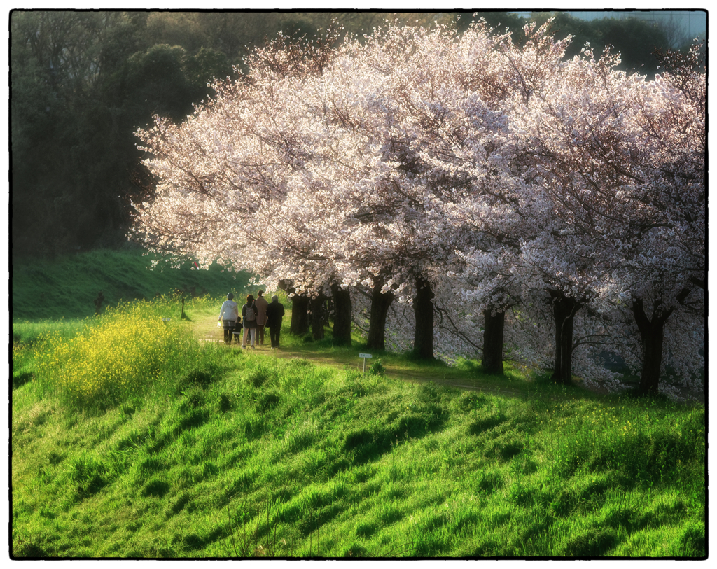 「桜の名所」自転車に乗って13