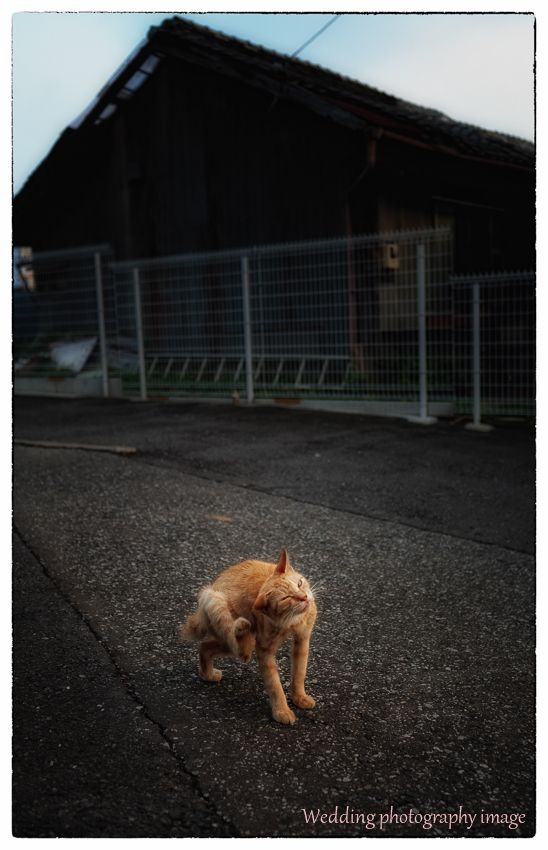 「夕暮れの猫くん」川越散歩　50