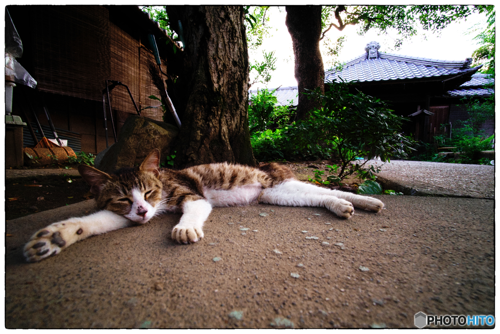 猛暑な週明け
