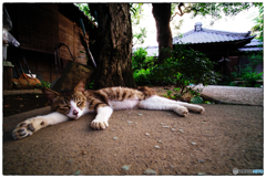 猛暑な週明け