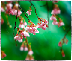 「気が早い桜の樹」小江戸川越散歩153
