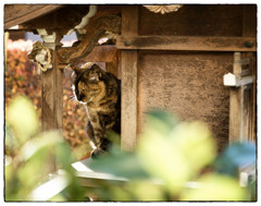 「浅い眠り」小江戸川越散歩712