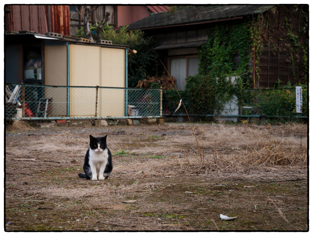 「はらっぱ」小江戸川越散歩705