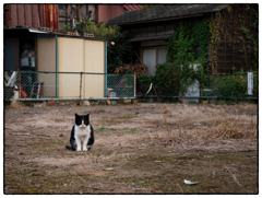 「はらっぱ」小江戸川越散歩705