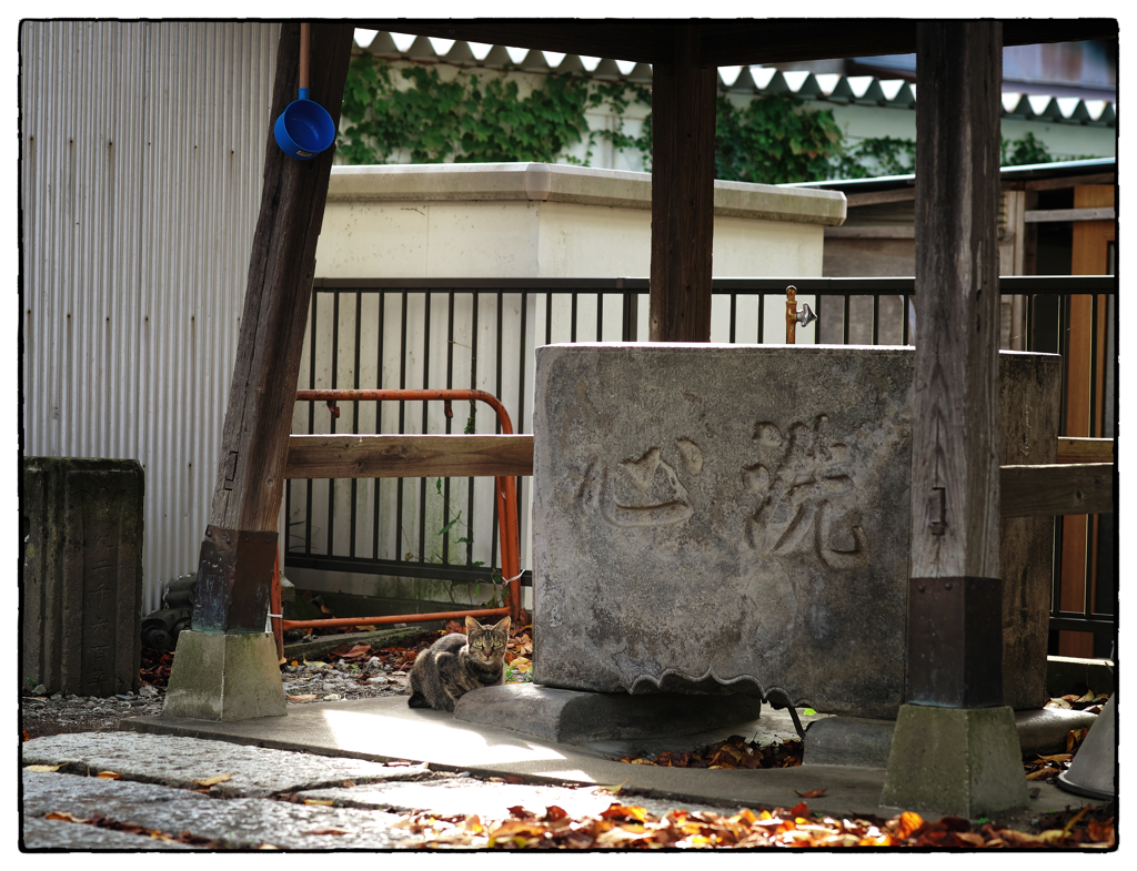「猫写」小江戸佐原散歩07