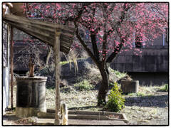 「梅の花」小江戸川越散歩719