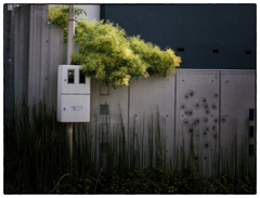 「植木」小江戸川越散歩670
