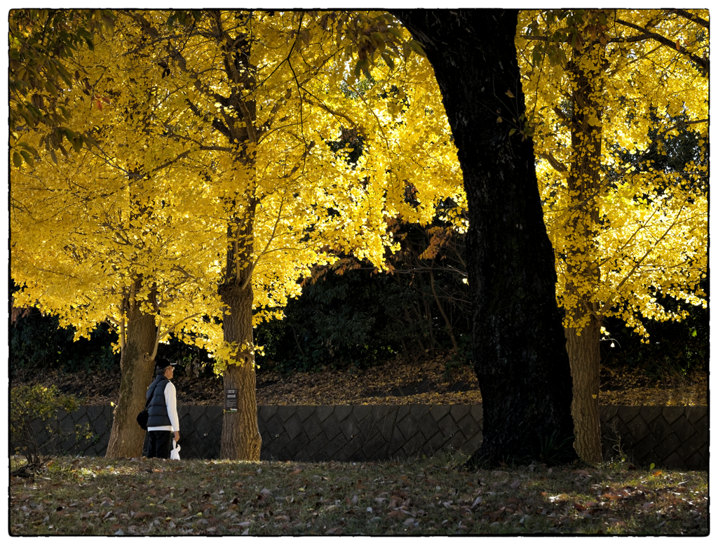 「生きた化石」小江戸川越散歩708