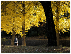 「生きた化石」小江戸川越散歩708