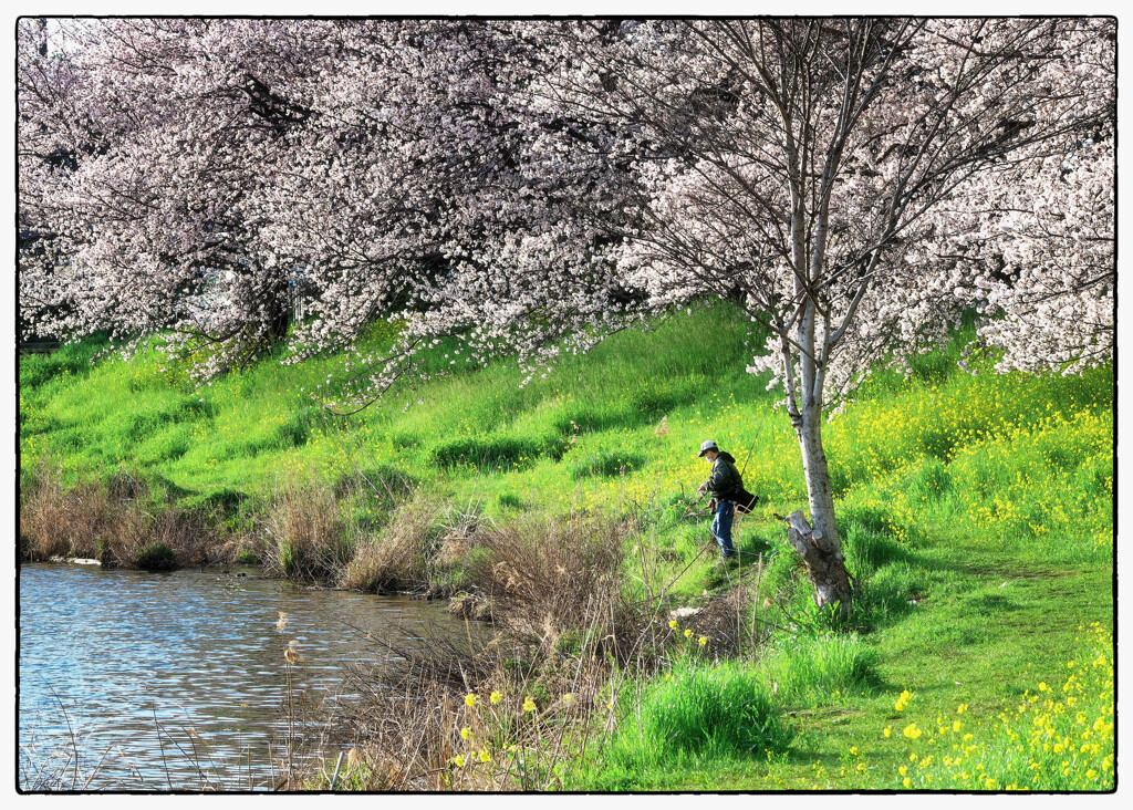 「今年の桜」自転車に乗って22
