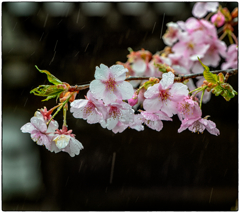 「春雨　」　小江戸川越散歩103