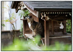 「きじとら きじしろ」小江戸川越散歩700