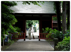 「紫陽花の季節も」小江戸川越散歩623