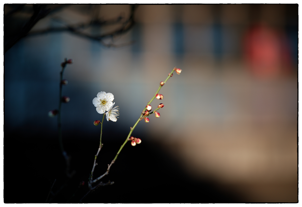 「梅の花の咲く頃」小江戸川越散歩453